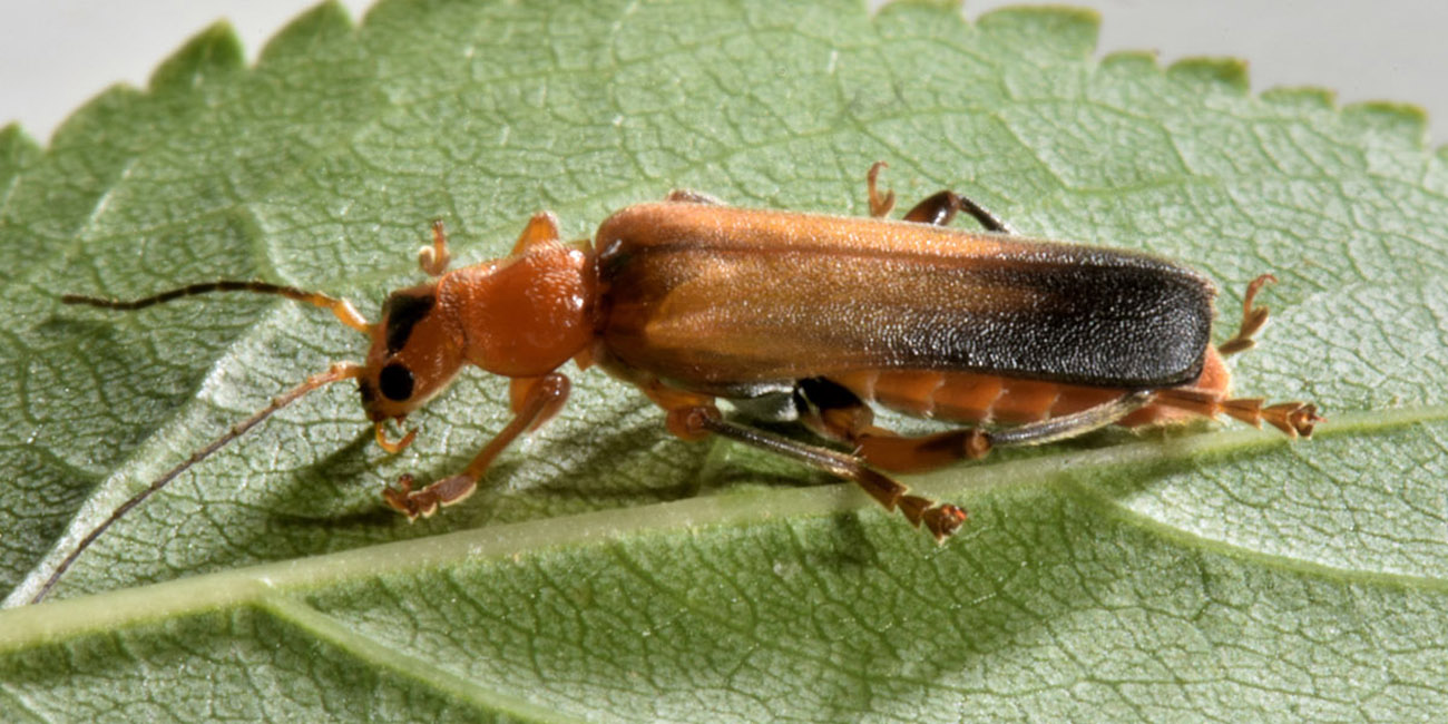 Cantharidae: Cantharis livida?  S !